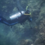 Bandit Laut Tangkolak  Penyelamat Terumbu Karang Sendulang