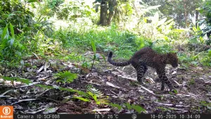 KSAD Bentuk Tim Khusus Evakuasi Macan Tutul Sanggabuana dan Buru Pelaku Penembakan
